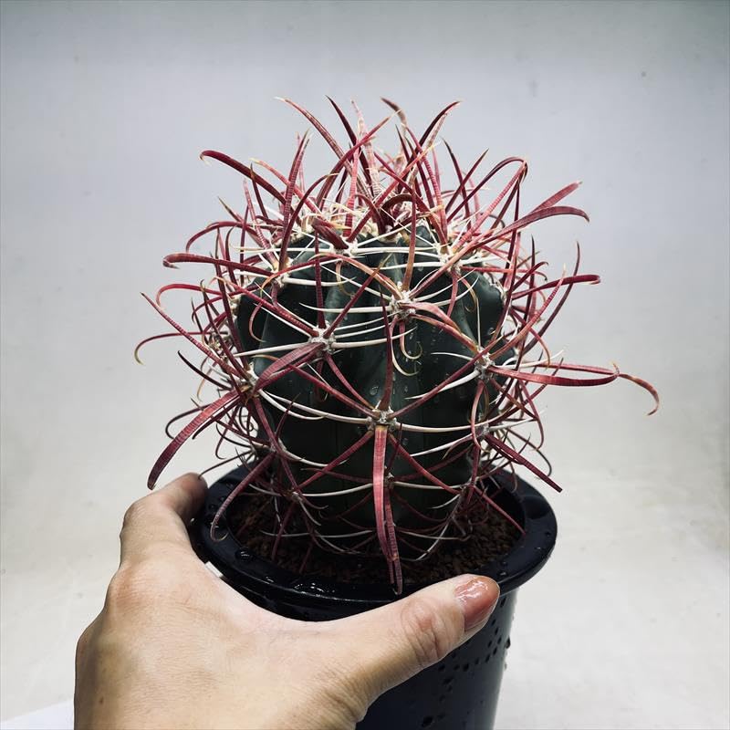 サボテン　フェロカクタス　【神仙玉】 楽天市場】サボテン：フェロカクタス 神仙玉*幅12cm 現品